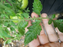 What's wrong with my tomatoes?