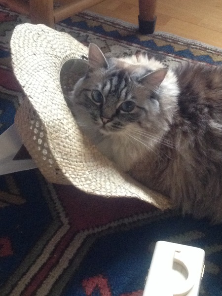 to have a house cat?