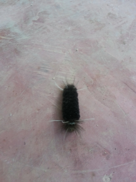 to kill all the spiders?