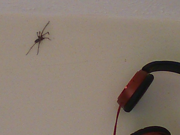 to kill all the spiders?