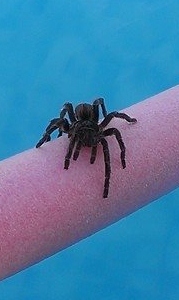 to kill all the spiders?