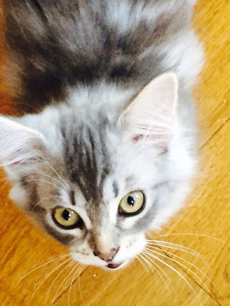 A cat/kitten picture sharing thread.