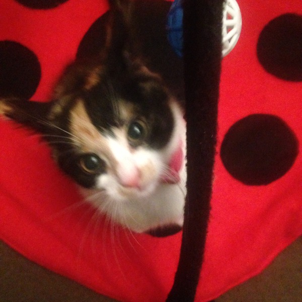 6 months for spaying
