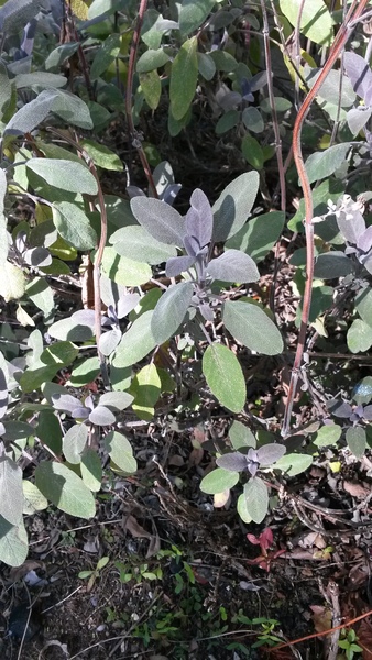 do you know what this is?