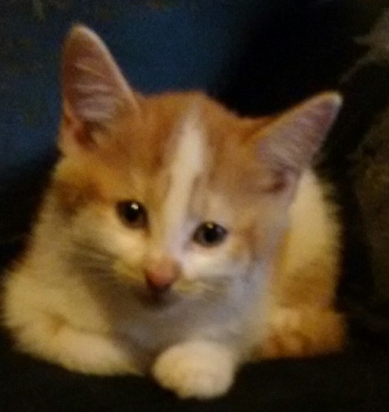 August 2015 - Let the Sleepless Nights Commence