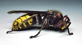 I think I've just seen a European hornet...