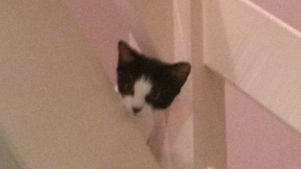 6 months for spaying