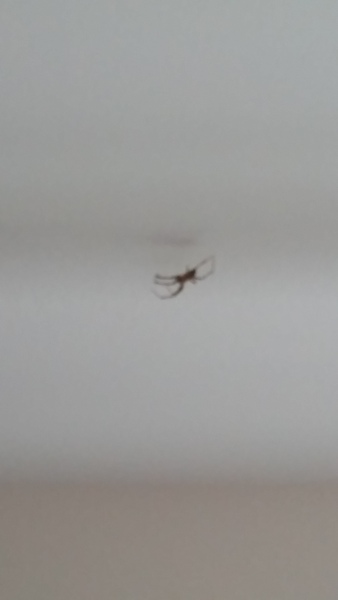 to kill all the spiders?