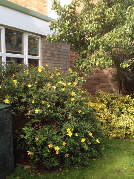 Tell me what is flowering in your garden today.