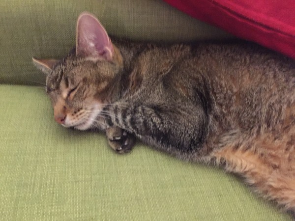 I think Boycat is very poorly