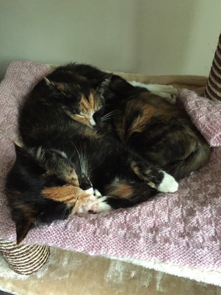 Catneut/cozie about? Rescue kittens