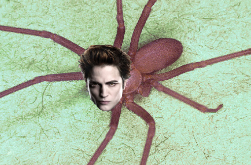 to kill all the spiders?