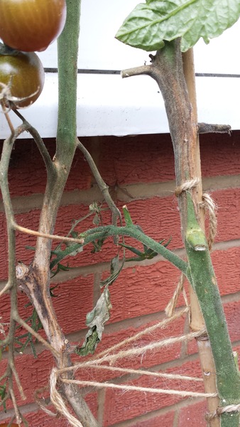BLIGHT?? Urgent help for novice gardener