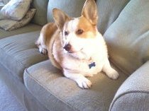 tell me about corgis