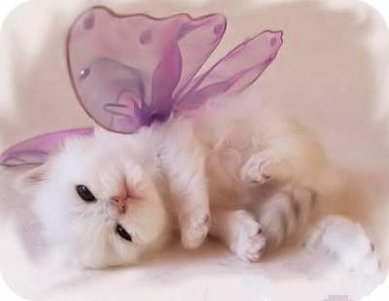 Would I be mad to buy cat clothing