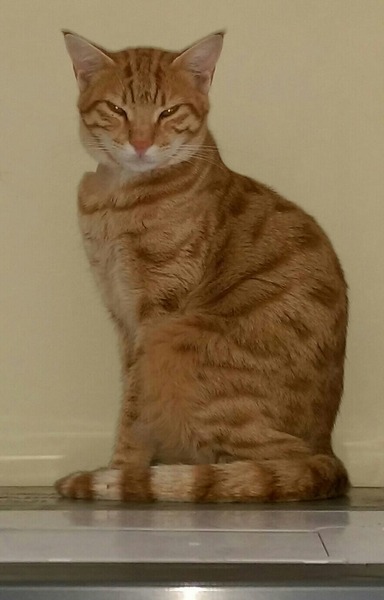 My cat is missing and I can't get to sleep