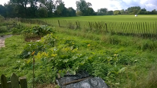 Allotment /Veg patch  thread 4 "Lettuce and Peppers and Pears OH MY!"