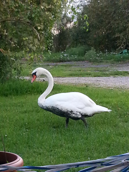 to kill all the spiders?