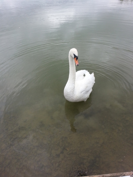 to kill all the spiders?