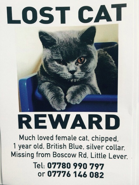 British short hair blue desperate to go outside - what would you do?