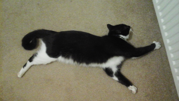 A cat/kitten picture sharing thread.