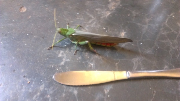 to kill all the spiders?