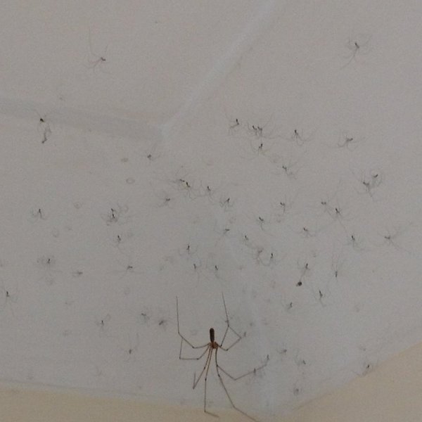 to kill all the spiders?