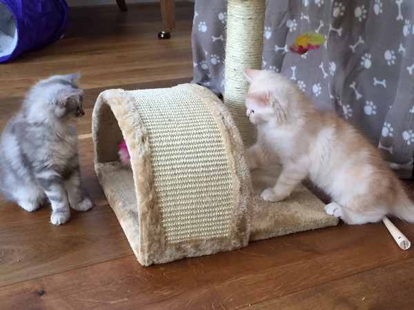 A cat/kitten picture sharing thread.