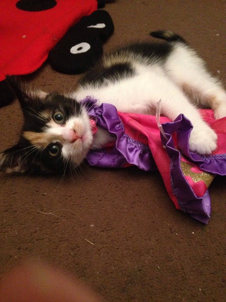 Would I be mad to buy cat clothing