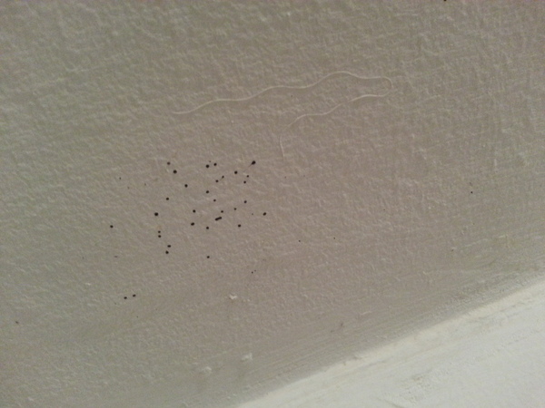 to kill all the spiders?