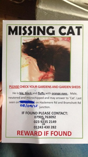 Lost Cat - Please help!!!!