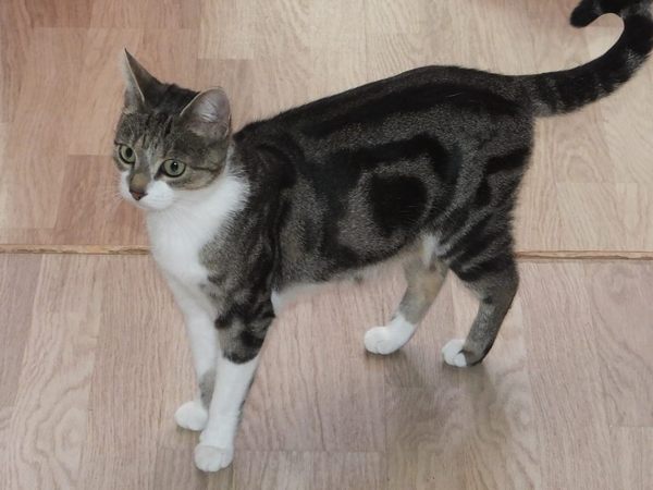 Getting A Cat At Last