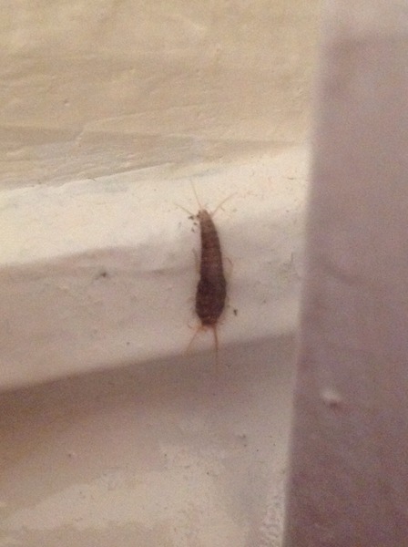 to kill all the spiders?