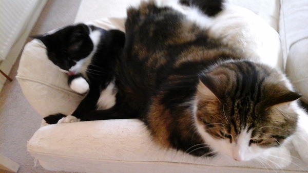 A cat/kitten picture sharing thread.