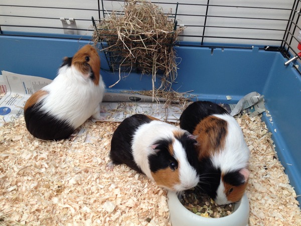 New piggies tomorrow!