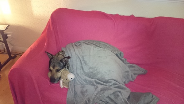 If you don't have a pedigree where did you get your dog?