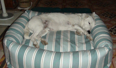 Large durable dog bed - any recommendations? Orvis?