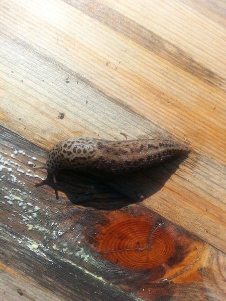 to kill all the spiders?