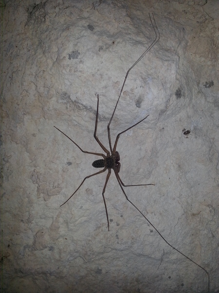 to kill all the spiders?