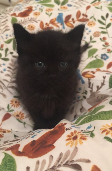 I have a 4 week old kitten could do with advice