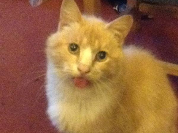 Which is the coolest big cat?