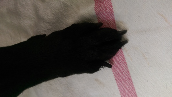 Can I ask about a torn claw please?