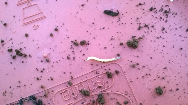 Tiny white worm in allotment...