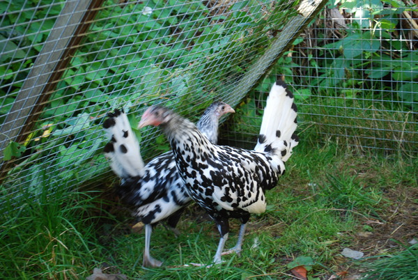 How to tame very flighty and nervous young hens?