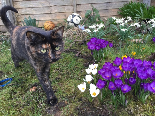 Planting bulbs in lawn