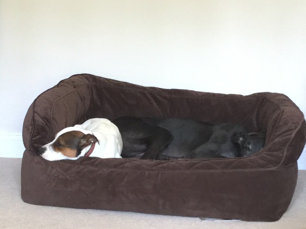 Large durable dog bed - any recommendations? Orvis?