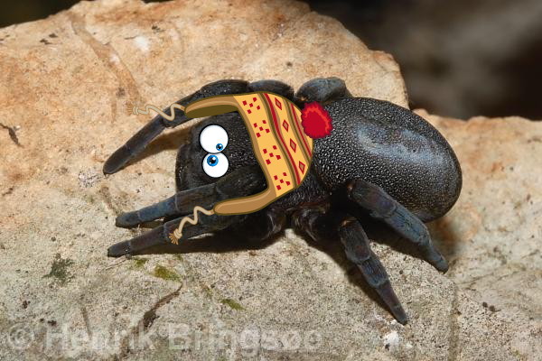 to kill all the spiders?