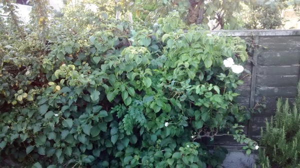 Plant identification (very novice gardener)