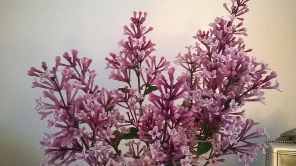 Tell me what is flowering in your garden today.