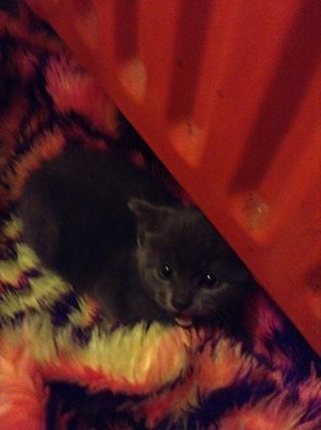 So we now have a kitten...